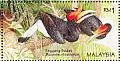 Rhinoceros Hornbill Buceros rhinoceros