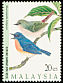 Pygmy Flycatcher Ficedula hodgsoni  1997 Malaysian highland birds 