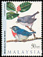 Grey-sided Flowerpecker Dicaeum celebicum  1997 Malaysian highland birds 