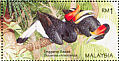 Rhinoceros Hornbill Buceros rhinoceros