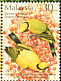 Black-naped Oriole Oriolus chinensis