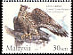 Crested Honey Buzzard Pernis ptilorhynchus  2005 Migratory birds 