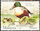 Northern Shoveler Spatula clypeata  2006 Ducks 