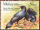 Malayan Whistling Thrush Myophonus robinsoni