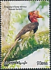 Helmeted Hornbill Rhinoplax vigil