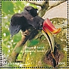 Rhinoceros Hornbill Buceros rhinoceros