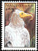 Egyptian Vulture Neophron percnopterus