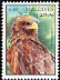 Yellow-billed Kite Milvus aegyptius  1994 Birds 