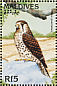 Mauritius Kestrel  Falco punctatus