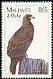 Golden Eagle Aquila chrysaetos