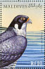 Peregrine Falcon Falco peregrinus