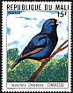 Village Indigobird Vidua chalybeata  1977 Mali birds 