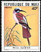 Northern Carmine Bee-eater Merops nubicus  1977 Mali birds 