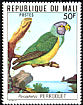 Senegal Parrot Poicephalus senegalus