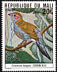 Red-cheeked Cordon-bleu Uraeginthus bengalus  1978 Mali birds 