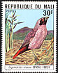 Western Black-faced Firefinch Lagonosticta vinacea  1978 Mali birds 