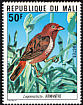 Red-billed Firefinch Lagonosticta senegala  1978 Mali birds 