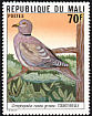 African Collared Dove Streptopelia roseogrisea