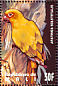 Sun Parakeet Aratinga solstitialis  1995 Birds of the world Sheet
