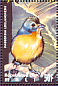Orange-breasted Bunting Passerina leclancherii  1995 Birds of the world Sheet