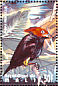 Red-capped Manakin Ceratopipra mentalis  1995 Birds of the world Sheet