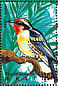 Black-spotted Barbet Capito niger  1995 Birds of the world Sheet