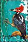 Crimson-crested Woodpecker Campephilus melanoleucos  1995 Birds of the world Sheet