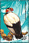 King Vulture Sarcoramphus papa