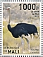 Common Ostrich Struthio camelus  2022 Birds of Mali 