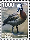 White-faced Whistling Duck Dendrocygna viduata  2022 Birds of Mali 