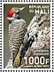 Cardinal Woodpecker Dendropicos fuscescens  2022 Birds of Mali 