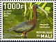 Glossy Ibis Plegadis falcinellus  2022 Birds of Mali 