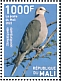 Red-eyed Dove Streptopelia semitorquata  2022 Birds of Mali 