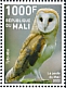 Western Barn Owl Tyto alba