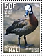 White-faced Whistling Duck Dendrocygna viduata  2022 Birds of Mali Sheet