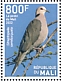 Red-eyed Dove Streptopelia semitorquata