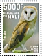 Western Barn Owl Tyto alba