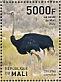 Common Ostrich Struthio camelus  2022 Birds of Mali 