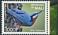 Indian Nuthatch Sitta castanea