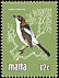 Woodchat Shrike Lanius senator