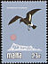 European Storm Petrel Hydrobates pelagicus