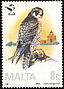 Peregrine Falcon Falco peregrinus