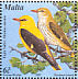 Eurasian Golden Oriole  Oriolus oriolus