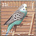 Budgerigar Melopsittacus undulatus