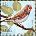 Australian Zebra Finch Taeniopygia castanotis