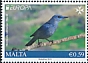 Blue Rock Thrush Monticola solitarius  2019 Europa 