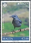 Blue Rock Thrush Monticola solitarius  2019 Europa 