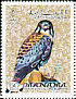 American Kestrel Falco sparverius