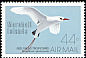 Red-tailed Tropicbird Phaethon rubricauda