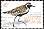 Pacific Golden Plover Pluvialis fulva  1989 Birds 